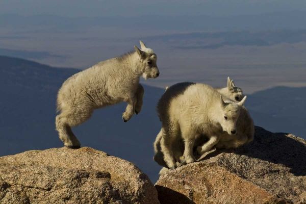 Colorado, Mount Evans Mountain goat kids playing